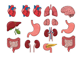 Human Body Organs Illustration for Medical and Educational Purposes.