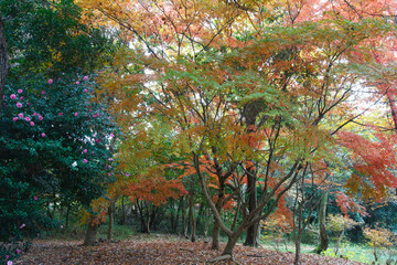 兵庫県・三木市県立公園の秋、紅葉