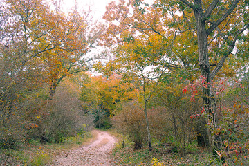 兵庫県・三木市県立公園の秋、紅葉