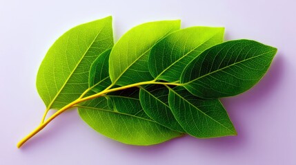 Fototapeta premium A close-up high-angle shot of a stem with vibrant green leaves against a soft purple background.