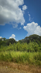 Obraz premium scenic beautiful rural America landscape features a vibrant green field beneath a blue sky dotted with fluffy clouds, bordered by green fast land and distant trees