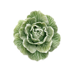 Fresh Green Cabbage with Layered Leaves, Perfect for Salads and Cooking on transparent background