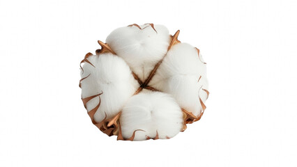 Close up of a single fluffy white cotton boll with dried brown sepals isolated on transparent background