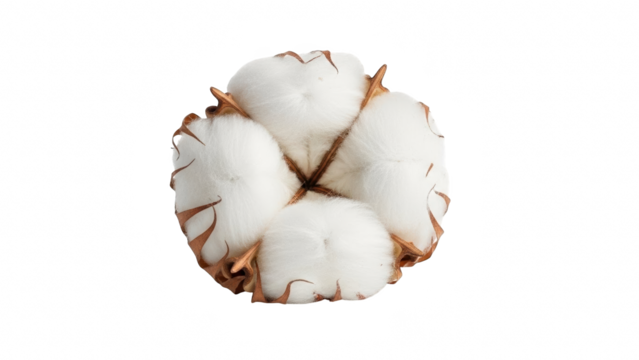 Close up of a single fluffy white cotton boll with dried brown sepals isolated on transparent background