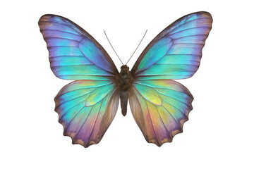 Butterfly spreading iridescent blue, green wings, colorful tropical insect, nature concept, transparent background