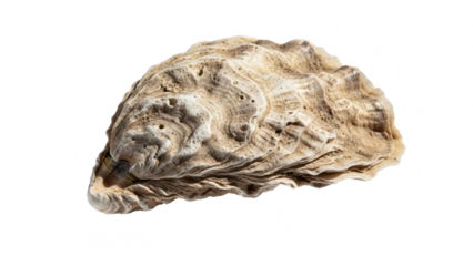 Single rough oyster shell isolated on transparent background with detailed texture and natural color