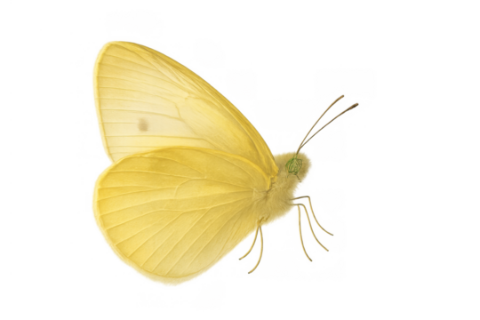 Yellow butterfly showing its wings, body, and antennae while flying against a transparent checkered background