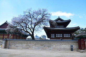 살구 나무와 집