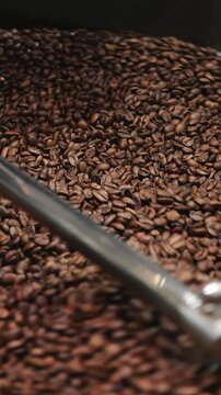 Metal agitator mixing freshly roasted coffee beans on cooling tray inside industrial roasting machine in coffee production shop.