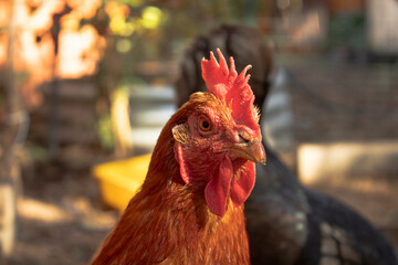 free range California Red Star