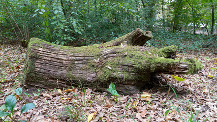 Fototapeta premium Very old wood trunk in forest ground overgrown with moss