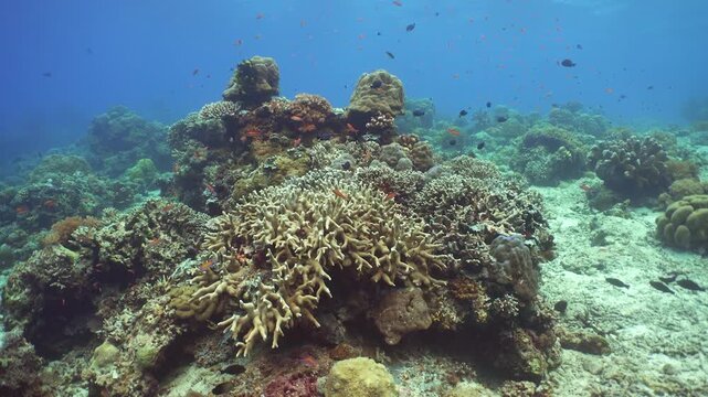 Colourful tropical coral reef. Scene reef. Marine life sea world. Sipadan, Malaysia.