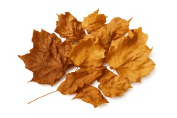 Autumn dry leaves cluster on transparent background, symbolizing fall, end of season, and natural changes