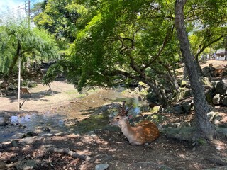 Nara Park in Nara, Japan