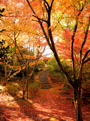 みごとな紅葉に包まれた山の中の雑木林の小径