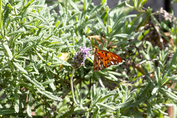 Borboleta laranja. Borboleta-Pingos-de-Prata (Dione vanillae ssp. maculosa)	

