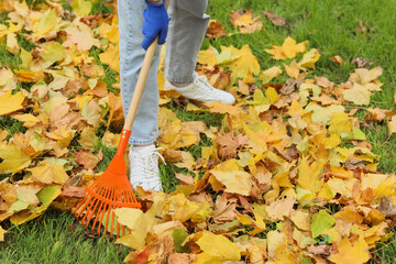 Woman with rake gathering autumn leaves in park