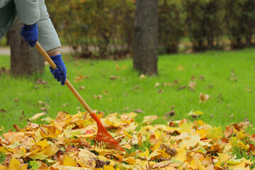 Hands of woman with rake gathering autumn leaves in park