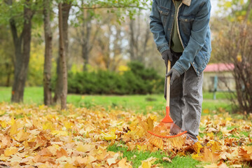 Man with rake gathering autumn leaves in park