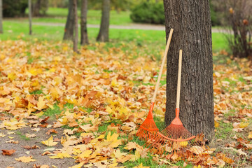 Rakes near tree and autumn leaves in park