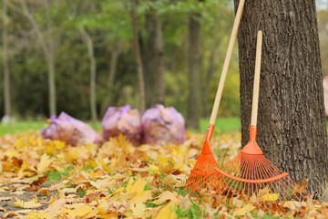 Rakes near tree and autumn leaves in park