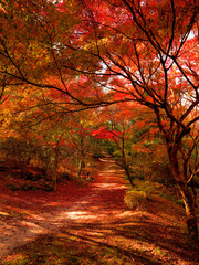 みごとな紅葉に包まれた山の中の雑木林の小径