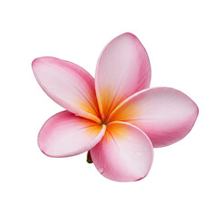frangipani flower isolated on white