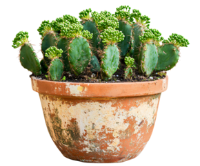 Vibrant green cactus blooms in rustic terracotta pot with buds