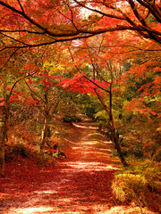 みごとな紅葉に包まれた山の中の雑木林の小径