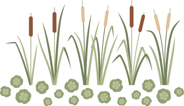 Cattails and duckweed plants growing in a wetland environment.