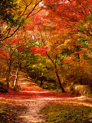 みごとな紅葉に包まれた山の中の雑木林の小径