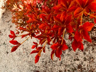 燃えるようなドウダンツツジの紅葉と砂利の地面の背景