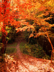 みごとな紅葉に包まれた山の中の雑木林の小径