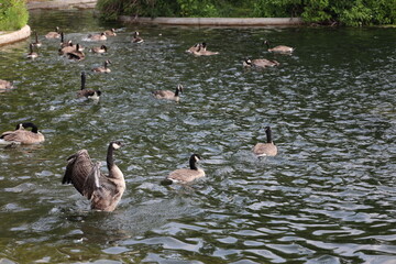 Fototapeta premium adult Canada goose folding wings after landing with others on manmade pond