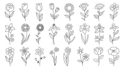 Botanical line art drawing of various flower types for design and decoration elements