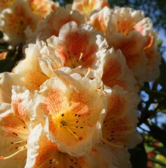 Rhododendron &lsquo;Paprika Spiced&rsquo; in full vibrant orange-red bloom, close-up flowering evergreen shrub in spring garden landscape