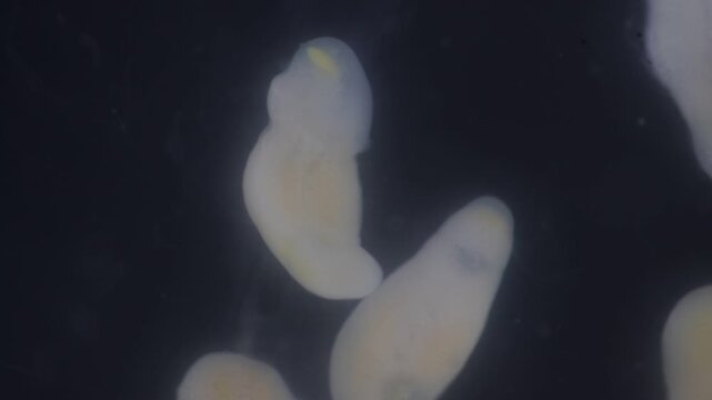 Clinostomum spp. are freshwater flukes with a worldwide distribution and a complex life cycle involving multiple hosts, including snails (intermediate hosts), fish or amphibians (secondary intermediat