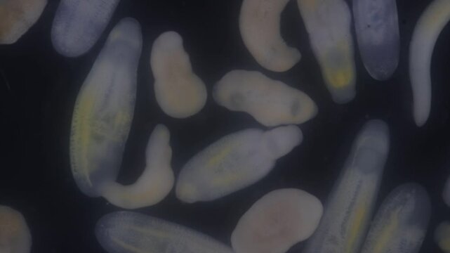 Clinostomum spp. are freshwater flukes with a worldwide distribution and a complex life cycle involving multiple hosts, including snails (intermediate hosts), fish or amphibians (secondary intermediat