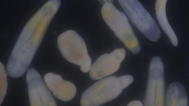 Clinostomum spp. are freshwater flukes with a worldwide distribution and a complex life cycle involving multiple hosts, including snails (intermediate hosts), fish or amphibians (secondary intermediat