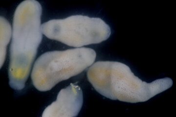 Fototapeta premium Clinostomum spp. are freshwater flukes with a worldwide distribution and a complex life cycle involving multiple hosts, including snails (intermediate hosts), fish or amphibians (secondary intermediat