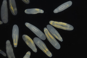 Clinostomum spp. are freshwater flukes with a worldwide distribution and a complex life cycle involving multiple hosts, including snails (intermediate hosts), fish or amphibians (secondary intermediat