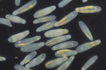 Clinostomum spp. are freshwater flukes with a worldwide distribution and a complex life cycle...