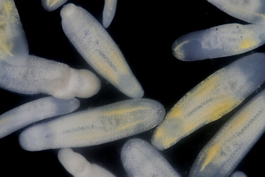 Clinostomum spp. are freshwater flukes with a worldwide distribution and a complex life cycle involving multiple hosts, including snails (intermediate hosts), fish or amphibians (secondary intermediat