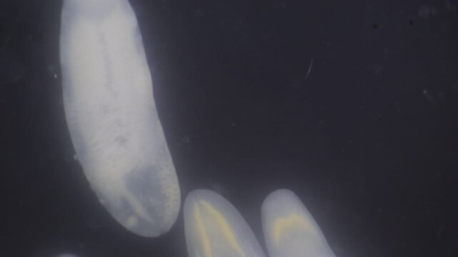 Clinostomum spp. are freshwater flukes with a worldwide distribution and a complex life cycle involving multiple hosts, including snails (intermediate hosts), fish or amphibians (secondary intermediat