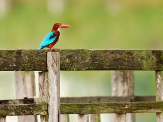 A White-throated Kingfisher perched on a wooden fence. The bird displays its vibrant chestnut-brown head, red bill, turquoise-blue wings and back feathers at Bung Bua, Thailand