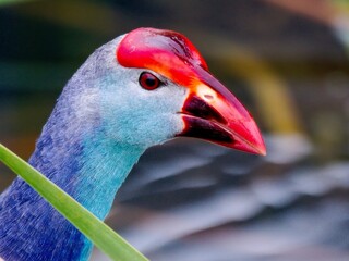 A Purple Swamphen head, showcasing contrast between its red frontal shield and bill, and the deep blue and slate-grey feathers of its head and neck at Bung Bua, Sam Roi Yot NP. Thailand