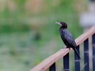 An Indian Cormorant perched on a wooden railing showcasing its slender body and thin, hooked bill at Bung Bua, Sam Roi Yot Thailand