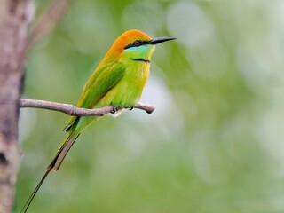 A Little Green Bee-eater resting on a dry branch against a soft green backdrop at Sam Roi Yot NP Thailand