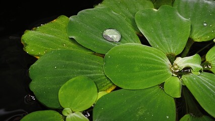 Close-up of a Water Lettuce floating on dark water with dewdrop