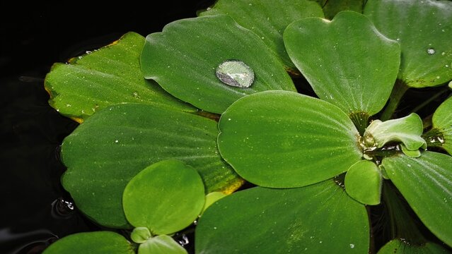 Close-up of a Water Lettuce floating on dark water with dewdrop - Powered by Adobe